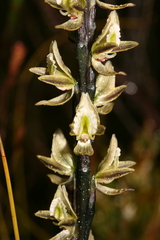 Prasophyllum elatum