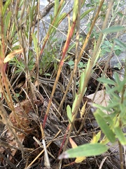 Thamnophis cyrtopsis