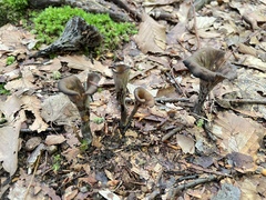 Craterellus fallax