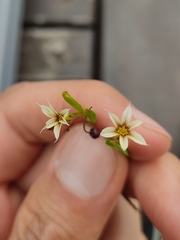 Sisyrinchium micranthum