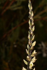 Prasophyllum elatum
