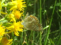 Aricia agestis