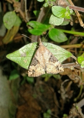 Hypena obsitalis