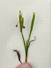 Sisyrinchium micranthum