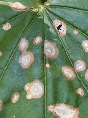 Cristulariella depraedans