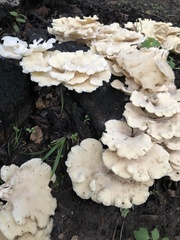 Favolus brasiliensis