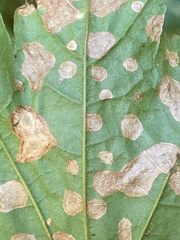 Cristulariella depraedans