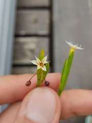 Sisyrinchium micranthum