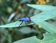 Euthyrhynchus floridanus