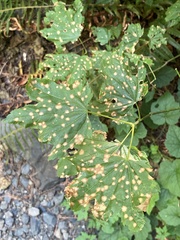 Cristulariella depraedans