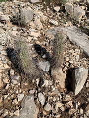 Echinocereus engelmannii fasciculatus