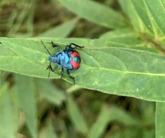 Euthyrhynchus floridanus