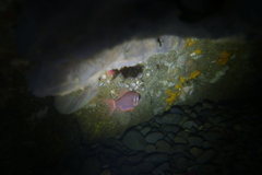 Paratrachichthys trailli