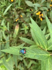 Euthyrhynchus floridanus