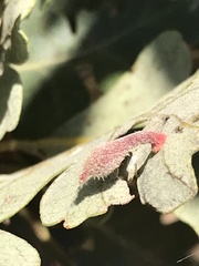 Atrusca clavuloides