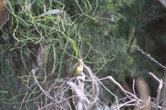 Acanthiza reguloides