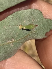 Atrusca clavuloides