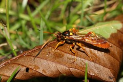 Callajoppa cirrogaster