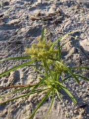Cyperus odoratus