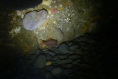 Paratrachichthys trailli