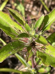 Ruellia caroliniensis