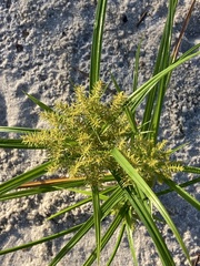 Cyperus odoratus