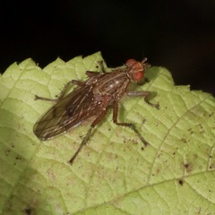 Scathophaga