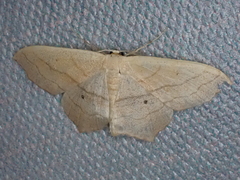 Scopula imitaria