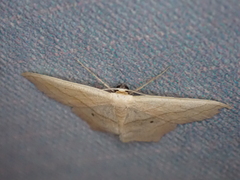 Scopula imitaria