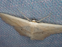 Scopula imitaria
