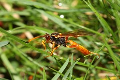 Callajoppa cirrogaster