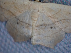 Scopula imitaria