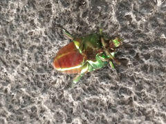 Cotinis mutabilis malina