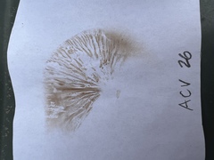 Tubaria rufofulva