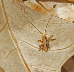 Tettigoniinae