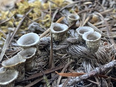 Nidulariaceae