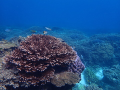 Chaetodon trifascialis