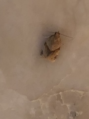 Argyrotaenia franciscana
