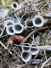 Nidulariaceae