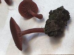 Tubaria rufofulva
