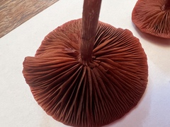 Tubaria rufofulva