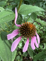 Echinacea purpurea