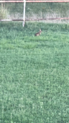 Leporidae