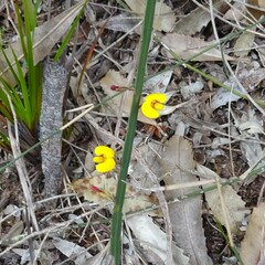 Bossiaea ensata