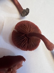 Tubaria rufofulva