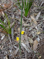 Bossiaea ensata