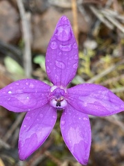 Glossodia minor