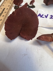 Tubaria rufofulva