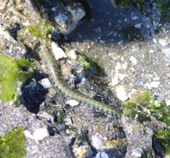 Phyllodocida