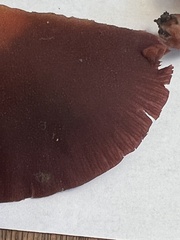 Tubaria rufofulva